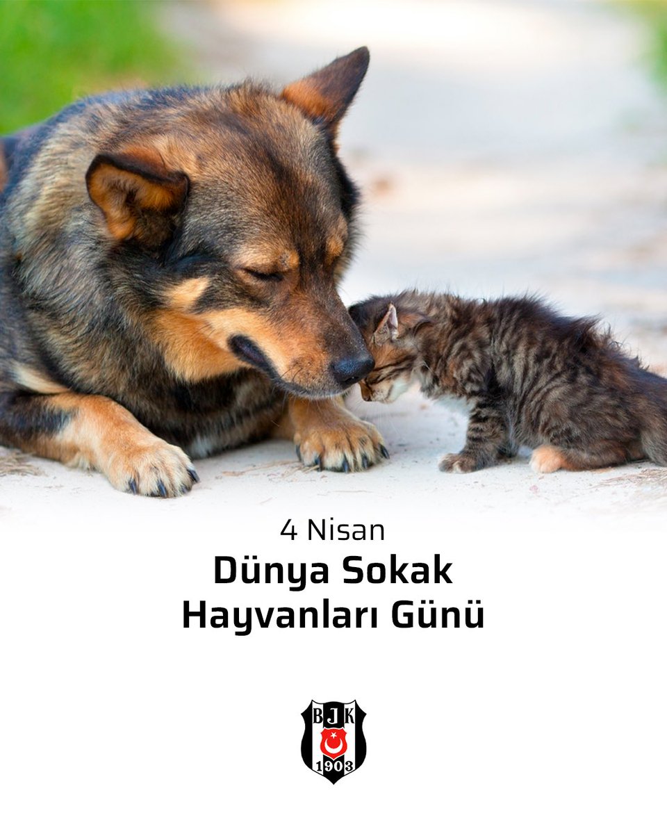 Sokak hayvanlarını korumak, sahip çıkmak hepimizin görevi. 

#DünyaSokakHayvanlarıGünü