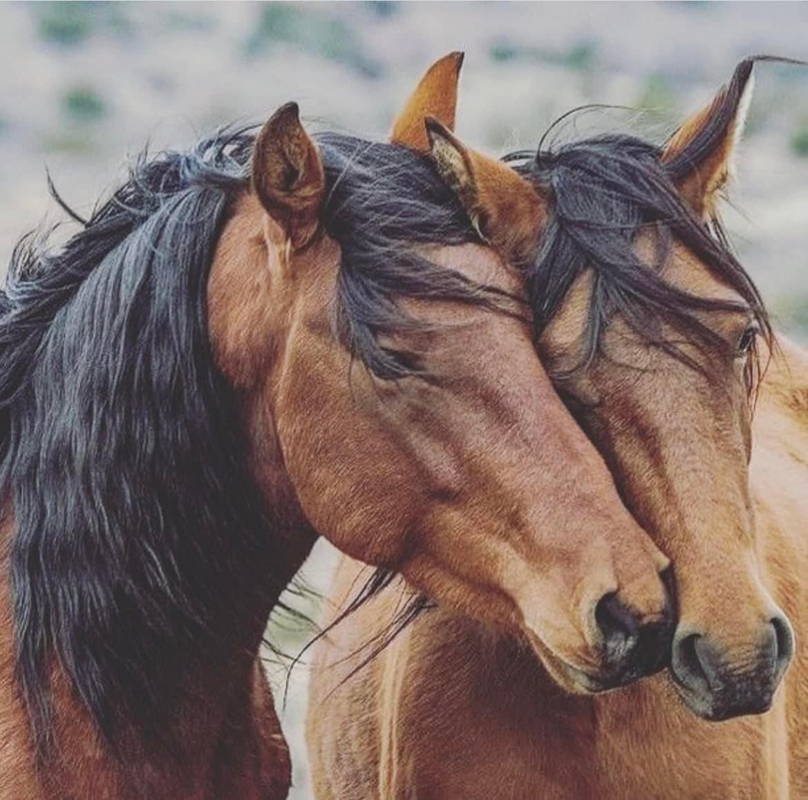 "Yolu rastgele yürürsen ömür olur, denginle yürürsen şiir olur."

1 Zarif Adam 🍂