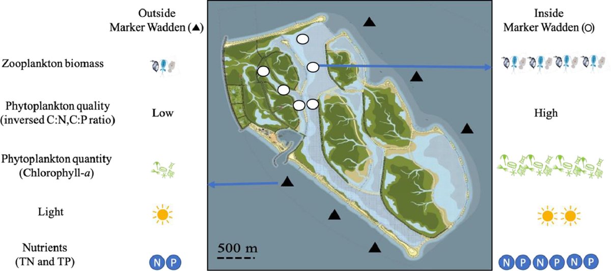 New NIOO publication:  Restoring gradual land-water transitions in a shallow lake improved #phytoplankton quantity and quality with cascading effects on #zooplankton production, by @DedmerW and others. #MarkerWadden #foodweb 
doi.org/10.1016/j.watr…