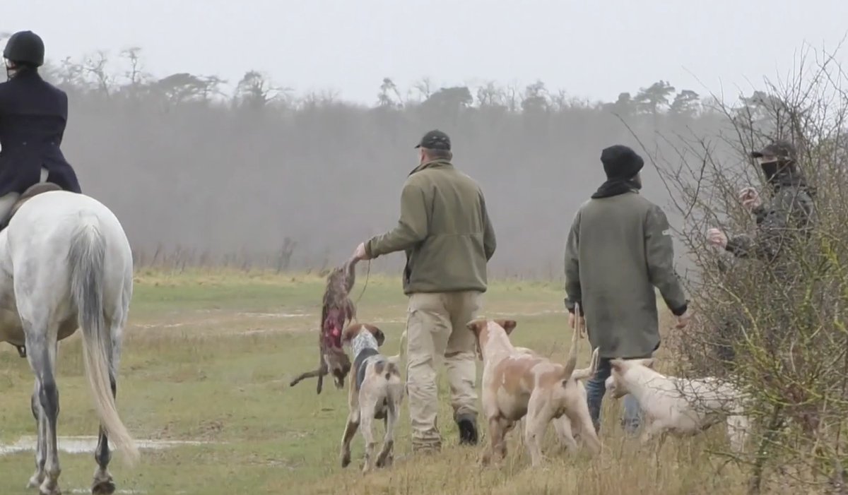 This is the Royal Artillery Hunt, whose local stomping ground is MoD land. This was on Boxing Day in 2021. It's time for change. 

Add your voice to the petition calling on the MoD to End Hunting on their land below!  ⬇️️
protectthewild.org.uk/modpetition/

📸 by Surrey Hunt Sabs