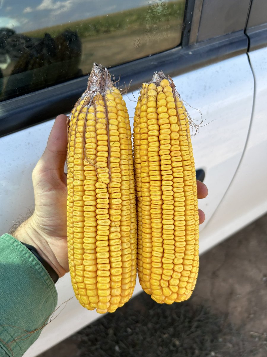 Pretty keen to get this crop of PAC440 in the stack #pacseeds #PAC440