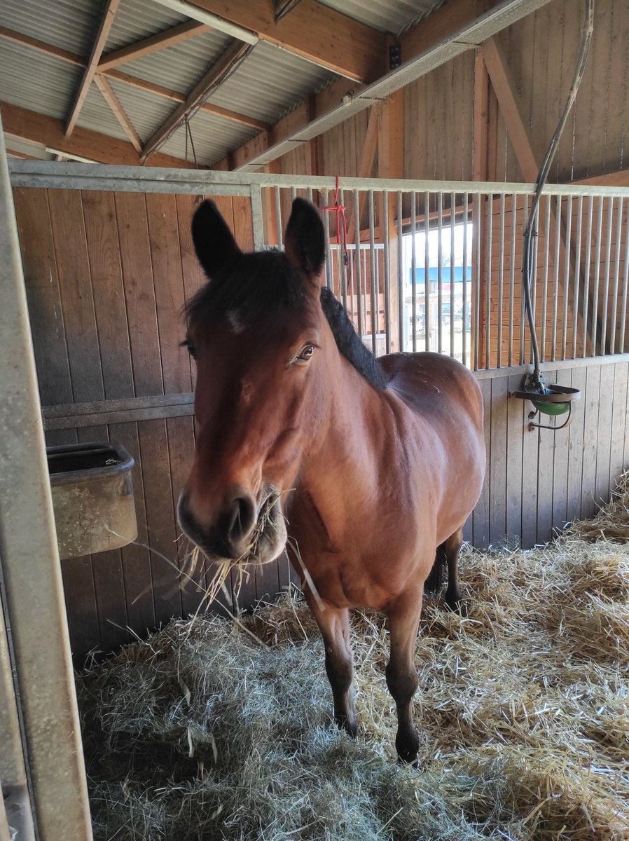 Yutz nous voilà ! Nos cavalières 🐴 et nos deux JO ⏱️ du <a href="/clgBouligny/">Collège de Bouligny</a> vont tout donner pour ce championnat académique d'équitation où une quinzaine d'équipes de toute l'académie sont présentes ! 💪 On commence par l'Equifun ! Résultats vers 16h30 ! ⚡ <a href="/unss_54/">UNSS 54</a> <a href="/unssncymtz/">UNSS_Nancy-Metz</a> <a href="/unss/">UNSS_National</a>