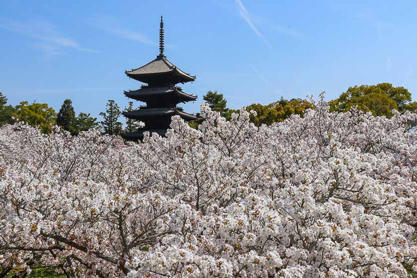 japanguidecom's tweet photo. New sakura report from Kyoto! Read the full report here: https://t.co/VHdAyKBw5D https://t.co/Bzjf8o4VBy