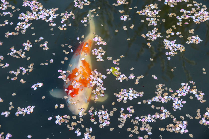 japanguidecom's tweet photo. New sakura report from Kyoto! Read the full report here: https://t.co/VHdAyKBw5D https://t.co/Bzjf8o4VBy