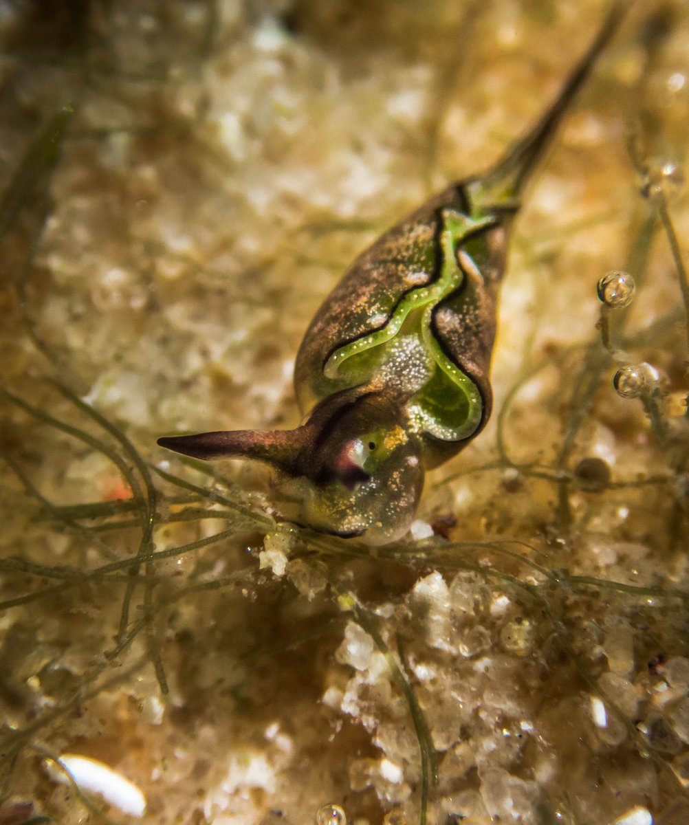 After battling with R yesterday, was nice to get out and help <a href="/orlamckibbin/">Orla McKibbin</a> with some fieldwork today. Bonus fieldwork friends too - several tiny Elysia sea slugs in the nearby pools!

<a href="/unswbees/">UNSW Biological, Earth and Environmental Sciences</a>  <a href="/unswcmsi/">UNSW CMSI</a> <a href="/UNSWScience/">UNSW Science</a>