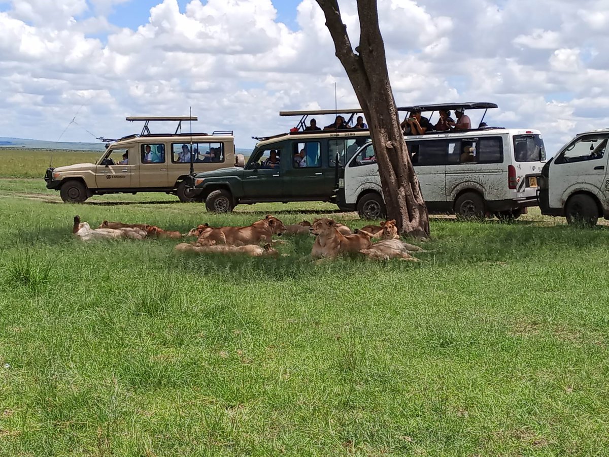 𝐆𝐨𝐨𝐝 𝐌𝐨𝐫𝐧𝐢𝐧𝐠 𝐟𝐫𝐨𝐦 𝐌𝐚𝐚𝐬𝐚𝐢 𝐌𝐚𝐫𝐚!!
.
#travelwithpeafowltours #travelkenya #maasaimara #maasaimaranationalreserve #tembeakenya #safari #safariafrica