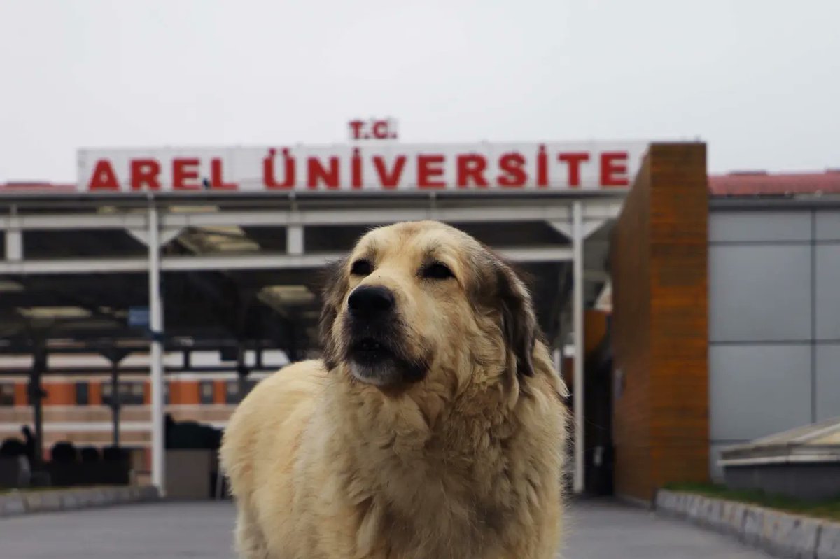 Onlar yaşam alanlarımızın en güzel parçası. Aynı havayı soluduğumuz can dostlarımızı sevelim, koruyalım ve sahip çıkalım. #DünyaSokakHayvanlarıGünü nde şiddeti değil sevgiyi konuşalım.🐈🐕🐾