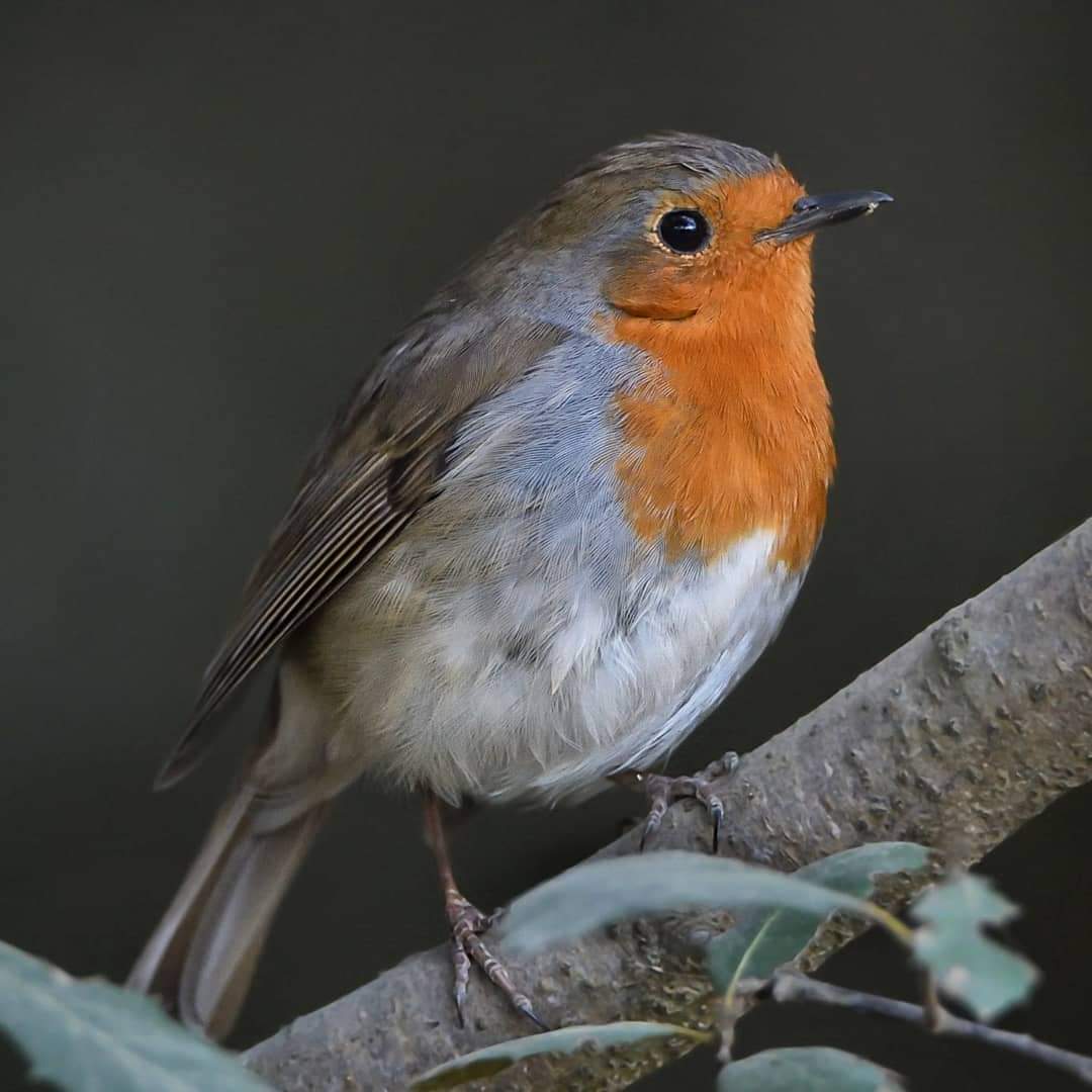 Què, fem un fil de Pit roigs???

@birdcatalunya @txumicj @AlexMascarell #ocells #ornitologia #fotografia #natura