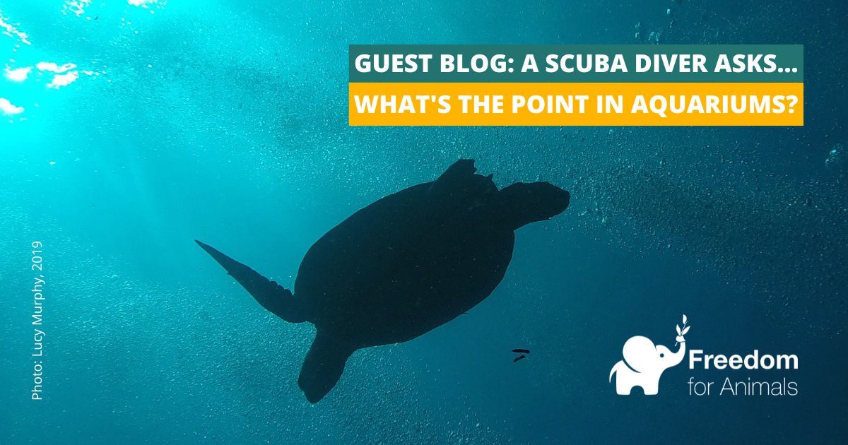 Guest Blog! Scuba diver, Lucy Murphy, has written a piece about her experience meeting marine life in the wild, why that's so much better than visiting an aquarium, and how it's more accessible than you might think!  #ZooAwarenessWeekend #EndCaptivity  freedomforanimals.org.uk/guest-blog-scu…