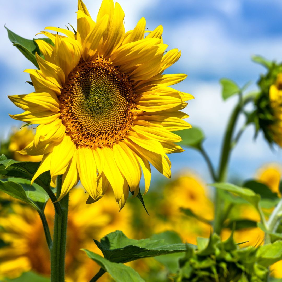 🌱Looking for a great #gardening project for the kids this #Easter?🌻Spend some time sowing sunflowers for songbirds!🐦Not only are they easy to grow but they're also great for bees and give #birds tasty seeds too. Get your free download songbirdsos.org/sunflower #ThinkBirds
