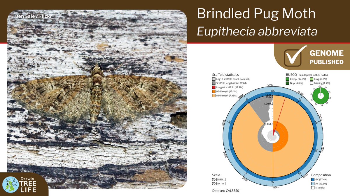 Our latest #DarwinTreeOfLife #GenomeNote: the Brindled Pug 🦋 (Eupithecia abbreviata) Thanks to @diarsia @GenomeWytham @OxfordBiology @NHM_Science @SangerToL and everyone who helped generate this #genome🧬 📑Read more @WellcomeOpenRes: wellcomeopenresearch.org/articles/8-140