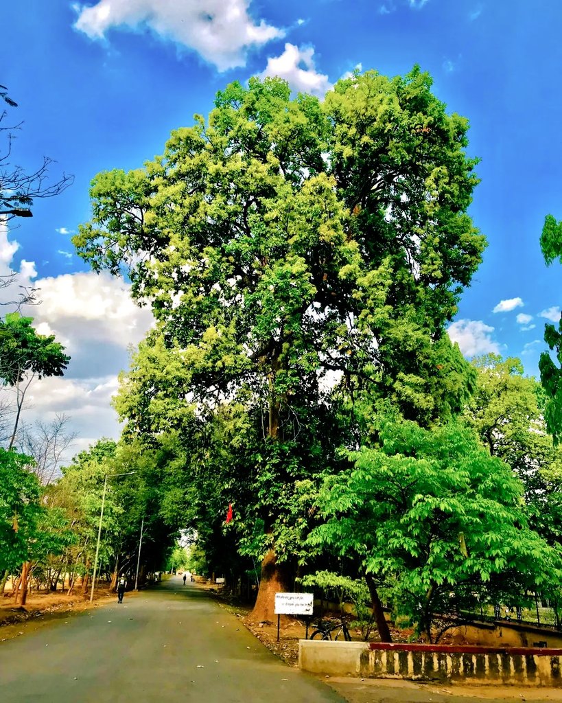 Naresh23_'s tweet photo. Spring postcards from NIT ROURKELA 💙♥️💚🖤
#nitrourkela
#spring https://t.co/BbINcgqEgq