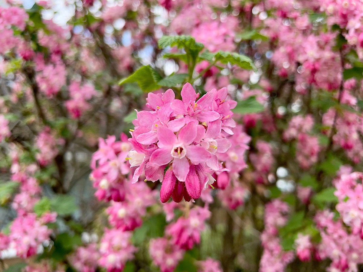 nikkilewisphoto's tweet image. Ribes in full bloom.

#ribes #floweringcurrant #flower #flowers #pink #pinkflowers #spring #leaves #leaf #petals #closeup #garden #springgarden #Nature #Growth #Plant #FlowerHead #Petal #Outdoors
