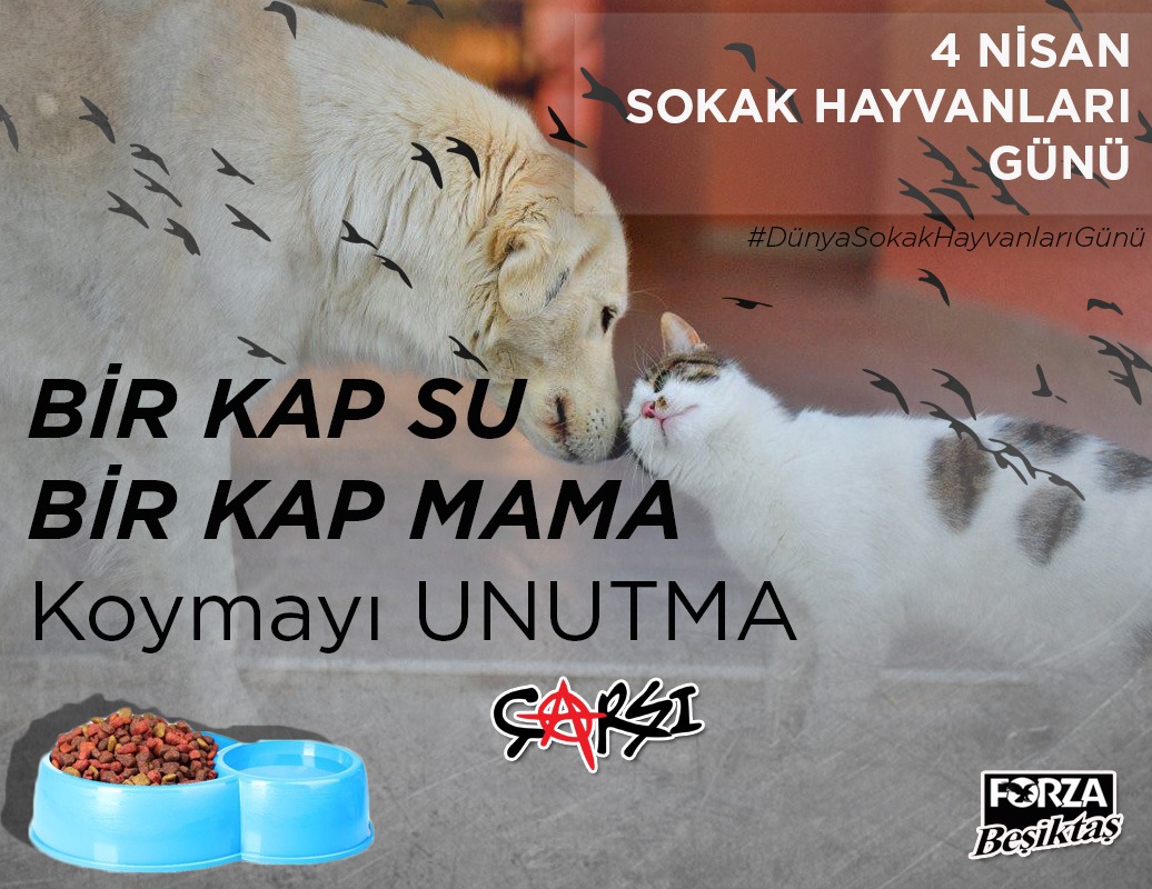 bakışı sende kalır... 

#DünyaSokakHayvanlarıGünü