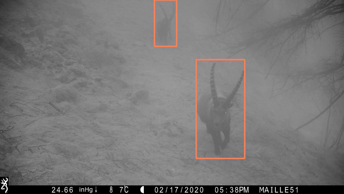 📗New accepted paper! #DeepWILD: Wildlife Identification, Localisation and estimation on camera trap videos using Deep learning. A nice project with the National Park @mercantour! w/ F. Simoes and F. Precioso. ➡️hal.science/hal-03797530