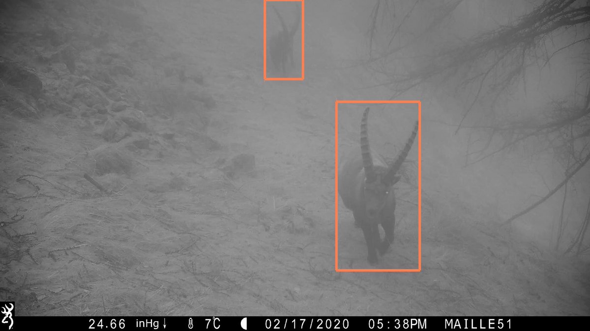 Charles Bouveyron (@cbouveyron) on Twitter photo 📗New accepted paper! #DeepWILD: Wildlife Identification, Localisation and estimation on camera trap videos using Deep learning. A nice project with the National Park <a href="/mercantour/">Parc national du Mercantour</a>! w/ F. Simoes and F. Precioso.
➡️hal.science/hal-03797530 📗New accepted paper! #DeepWILD: Wildlife Identification, Localisation and estimation on camera trap videos using Deep learning. A nice project with the National Park <a href="/mercantour/">Parc national du Mercantour</a>! w/ F. Simoes and F. Precioso.
➡️hal.science/hal-03797530