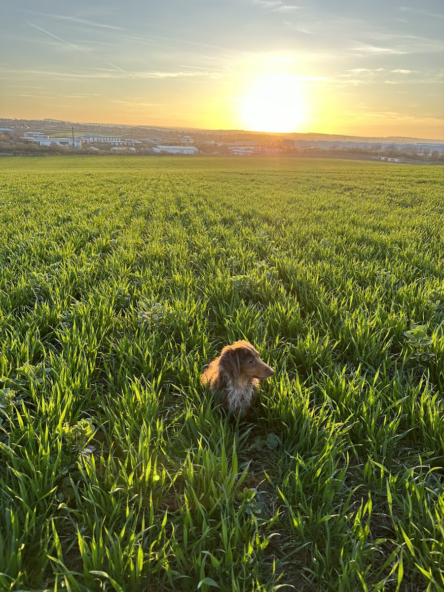 MattCrapper's tweet photo. Always go crop walking with the smallest dog 👌
Wheat direct drilled after beans with
@BourgaultVos 
@BTTUK_Tillage https://t.co/pLWIizkRjZ