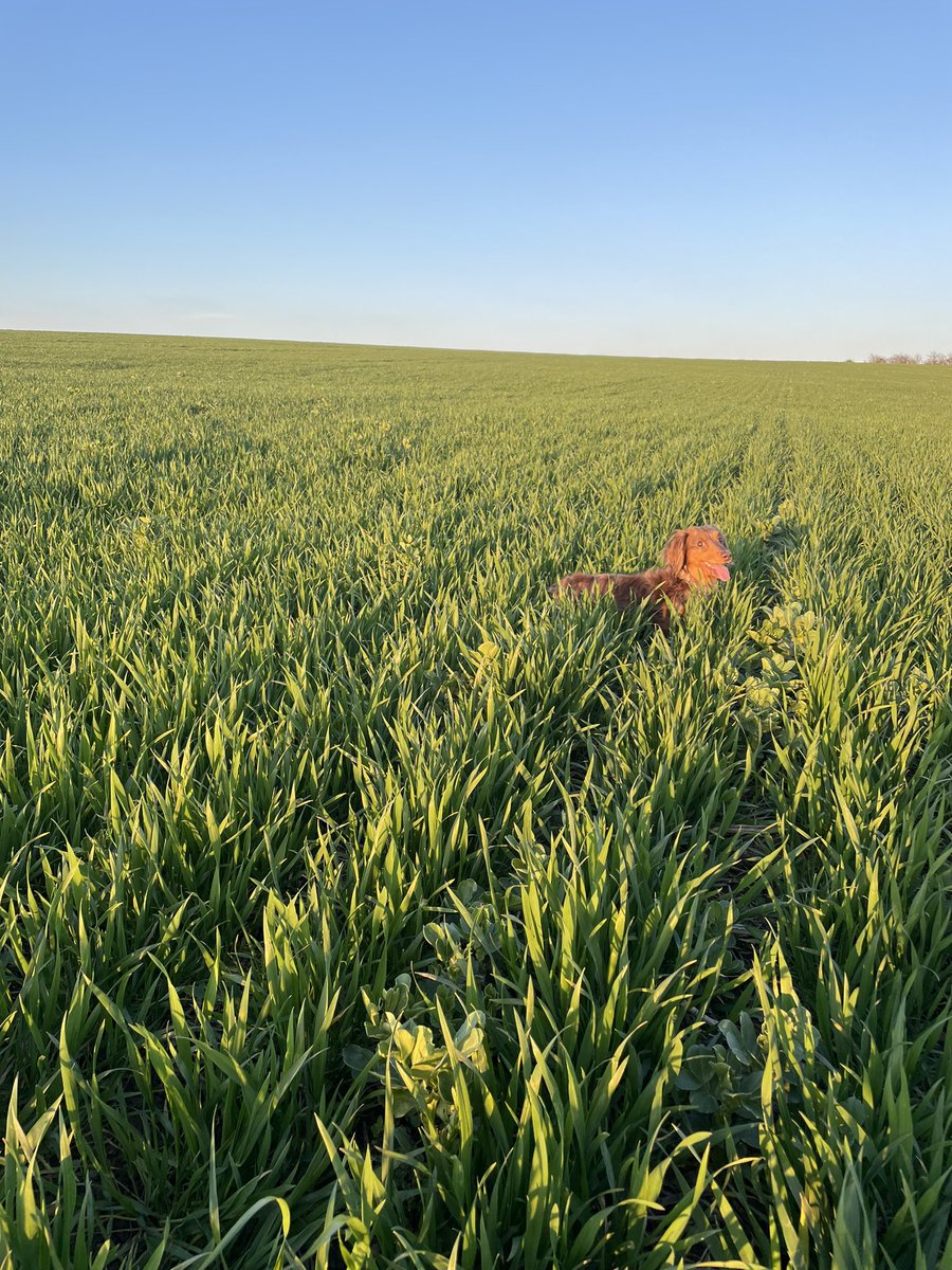 MattCrapper's tweet photo. Always go crop walking with the smallest dog 👌
Wheat direct drilled after beans with
@BourgaultVos 
@BTTUK_Tillage https://t.co/pLWIizkRjZ
