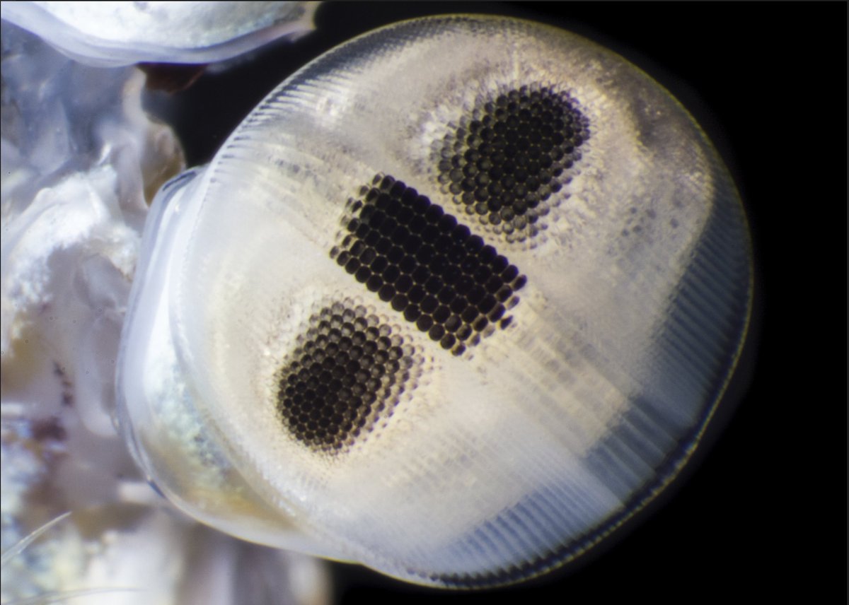 LundVision's tweet photo. We like to keep an eye on the vision scientists of Twitter. If we don't currently follow you, please reply below! https://t.co/2QqNzwNxkR