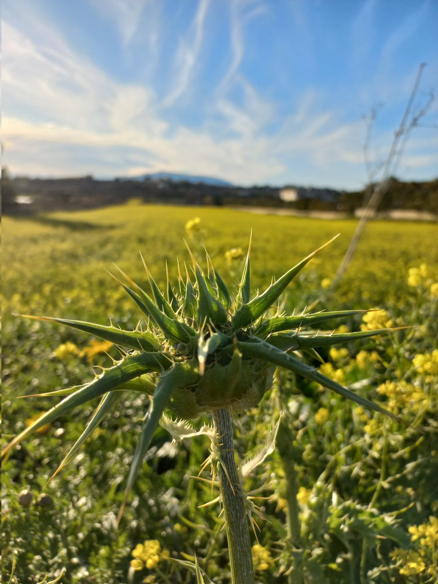 vouryia's tweet image. Nature walks and #winetours around #athensairport is what we love to do! 
#athenslayover #visitgreece #Athens #Greece #NaturePhotography #travelphotography #traveltips #AllyouWantIsGreece