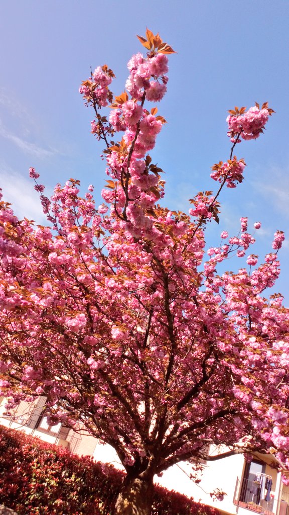 GMorenghi's tweet photo. #Spring
#Bahar 
#Primavera
#Vår 
#Frühling
#Весна
#Printemps
#Jaro
#Tagsibol
#Tavaszi https://t.co/qBrsw0diiL