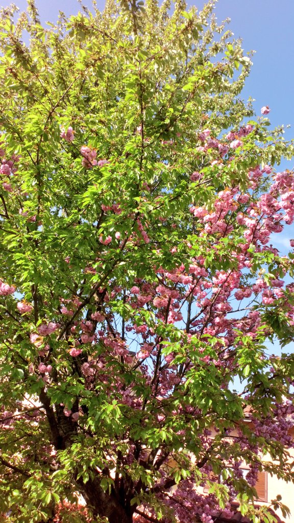 GMorenghi's tweet photo. #Spring
#Bahar 
#Primavera
#Vår 
#Frühling
#Весна
#Printemps
#Jaro
#Tagsibol
#Tavaszi https://t.co/qBrsw0diiL