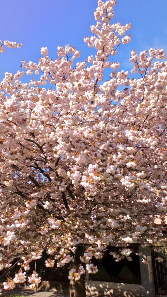 GMorenghi's tweet photo. #Spring
#Bahar 
#Primavera
#Vår 
#Frühling
#Весна
#Printemps
#Jaro
#Tagsibol
#Tavaszi https://t.co/qBrsw0diiL