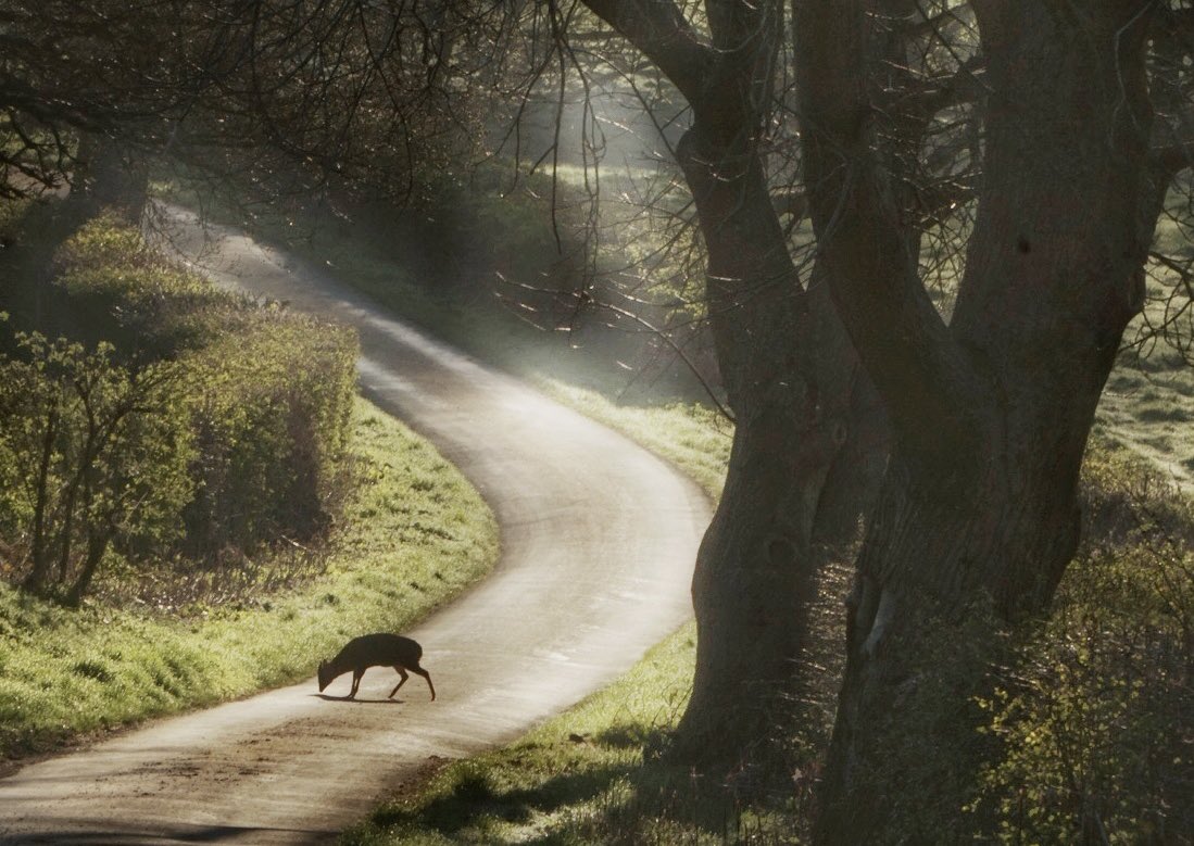 Early morning wildlife #kinver