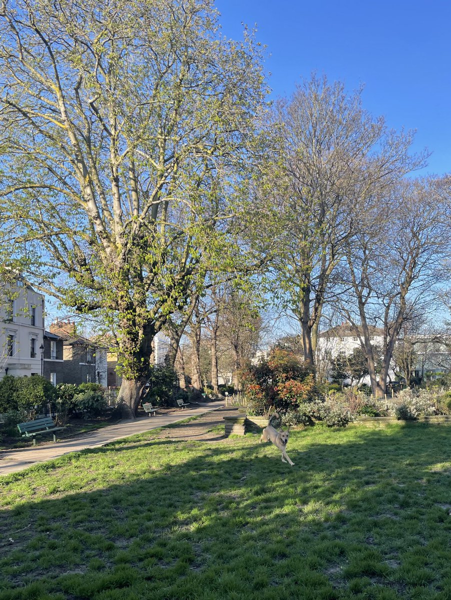 No work content. Just Disco the dog and London springing in the sunshine this morning.☀️