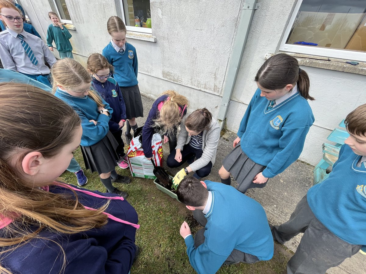 Just before we finished up for Easter 3rd - 6th classes rolled up their sleeves to transfer their potato and strawberry plants outdoors. @AgriAware #IncredibleEdibles 🧑‍🌾🥔🍓👩‍🌾