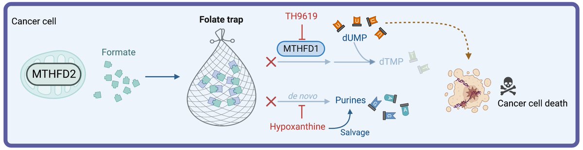 Leni Green tweet media
