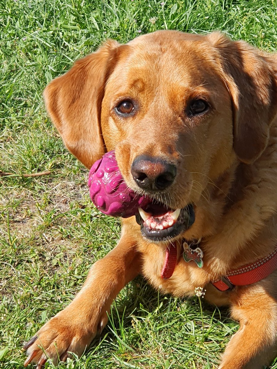 My girl Roxy is 8 today.!!❤️ Happy Birthday to my faithful companion and lots of love and treats coming her way. Her colour has changed alot over the years, she's gone more fox red as she's grown. 💖❤️💖