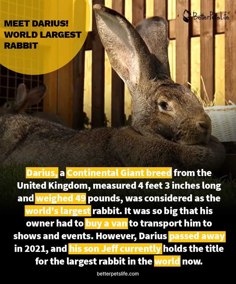 Meet Darius! 
World Largest Rabbit And Its Legacy 🐰.
Betterpetslife.com

#Rabbits #pets #petlovers #petlover #animals #animalslover #animalslife #animalsfacts #RawAfterMania #tuesdayvibe #AnimalShelter #petbirds #Rabbit2023 #DidYouKnow #didyouknowfacts #Wordle654