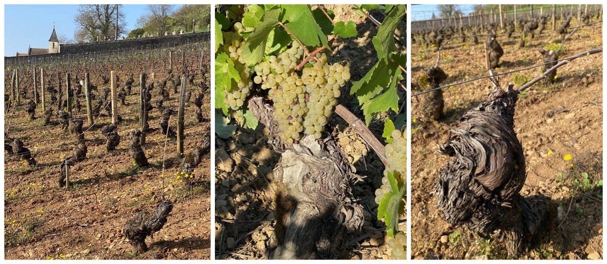 Terroir Sense Wine Review tweet media