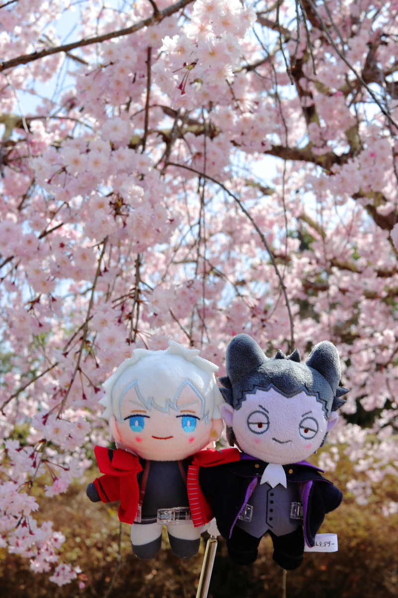 hiroseriu94's tweet photo. 先日桜とドールテイラーのロナドラちゃんの写真を撮ったのを少し現像したので、選抜で載せに来ました。桜の淡いピンクがほんとよくお似合いの可愛いぬいです💖
ぬい撮りでも可とのことだったのでタグも失礼します。
 #2023SpringRD https://t.co/aDpJksVpuV