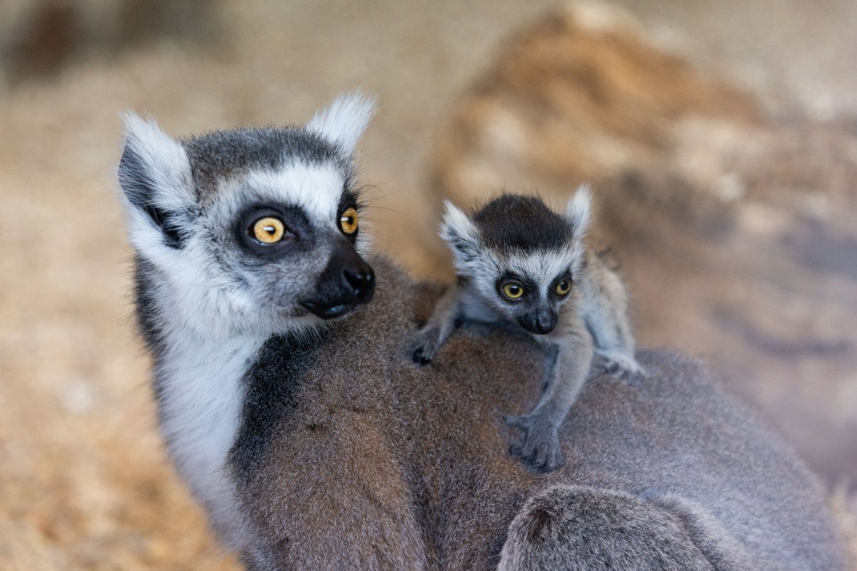 Delighted to be working with @fotawildlife and to announce the return of live events to the Park for Easter and the birth of 5 new primates in March. How cute are the baby ring tailed lemurs and colobus baby monkeys taken by @DKanePhoto at the park this week!