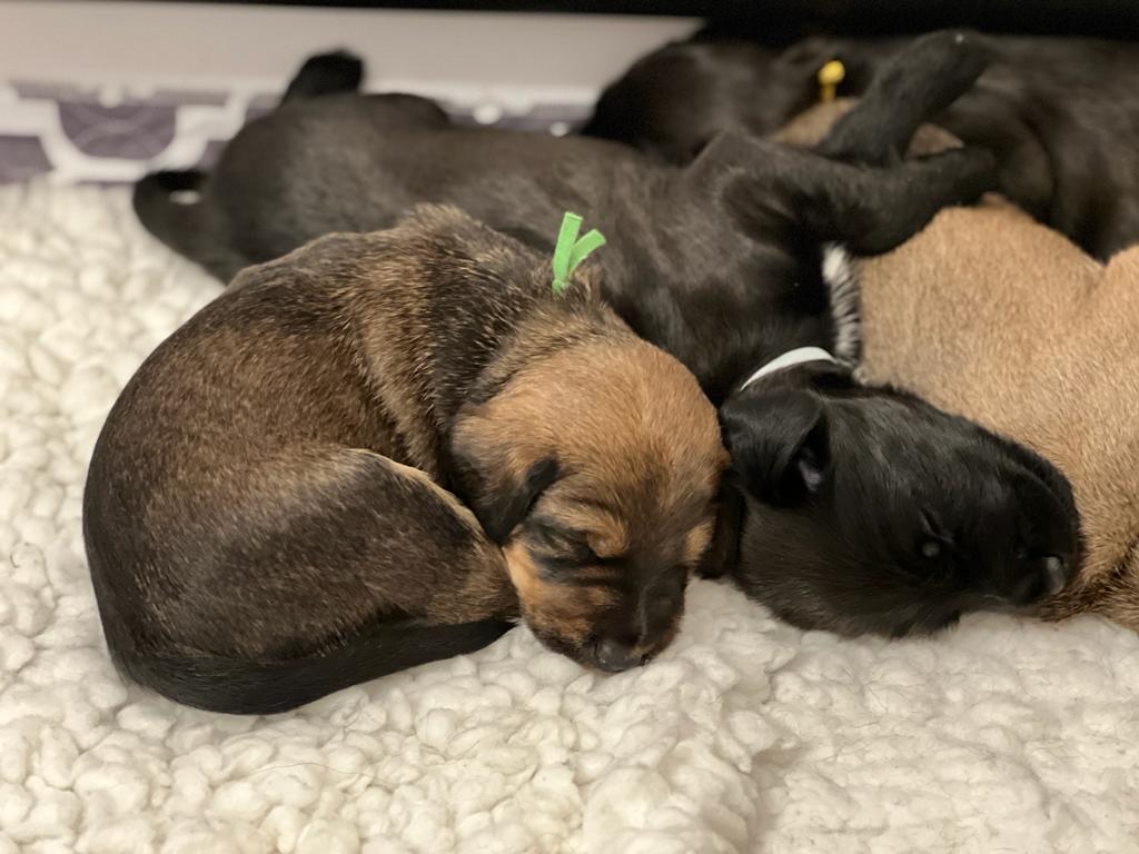 SpringPetsUK's tweet image. #TuesdayVibe 👇