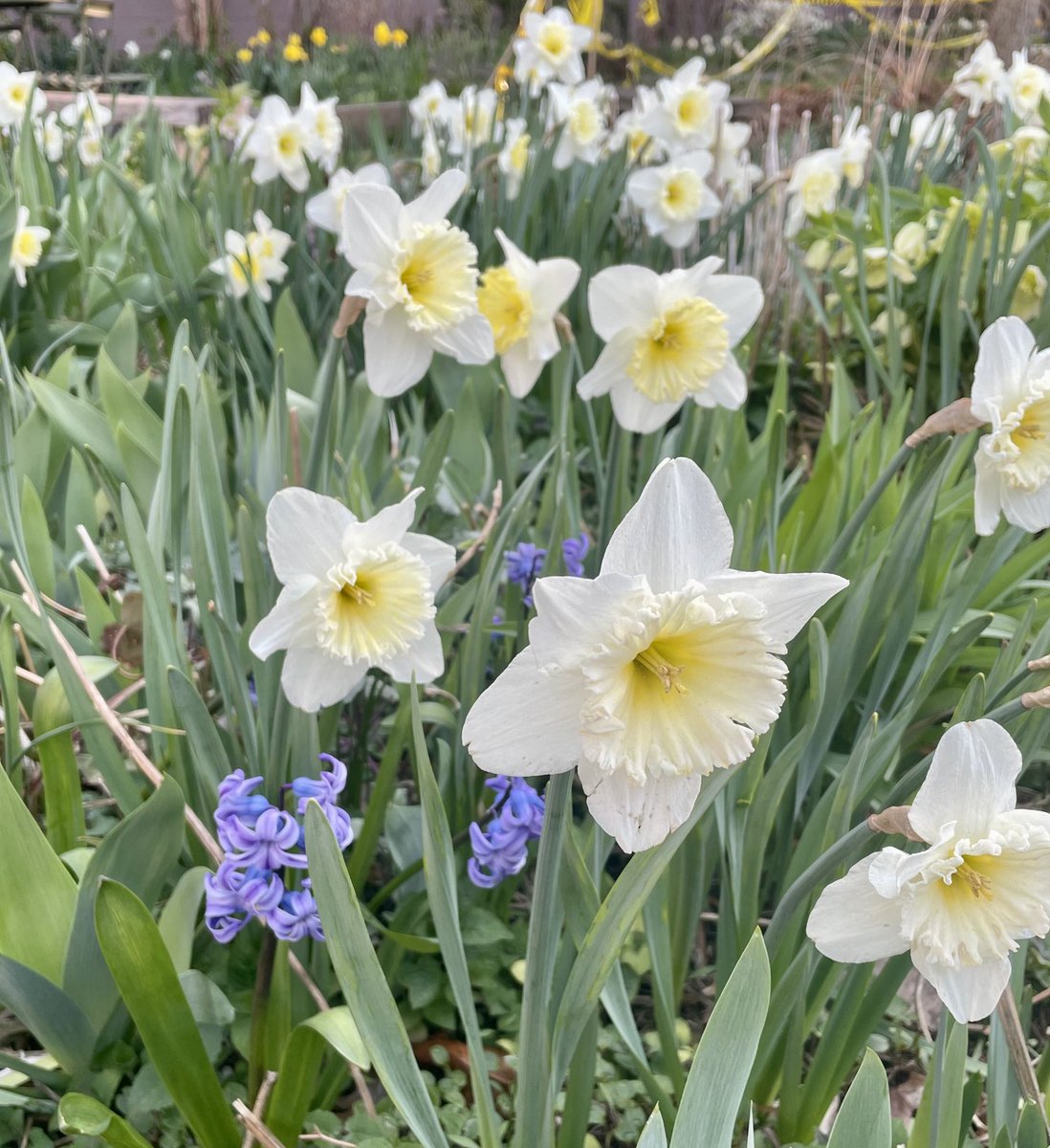 FinkWrites's tweet photo. Mood #springgarden #brooklyn #nyc https://t.co/Pduxberdni