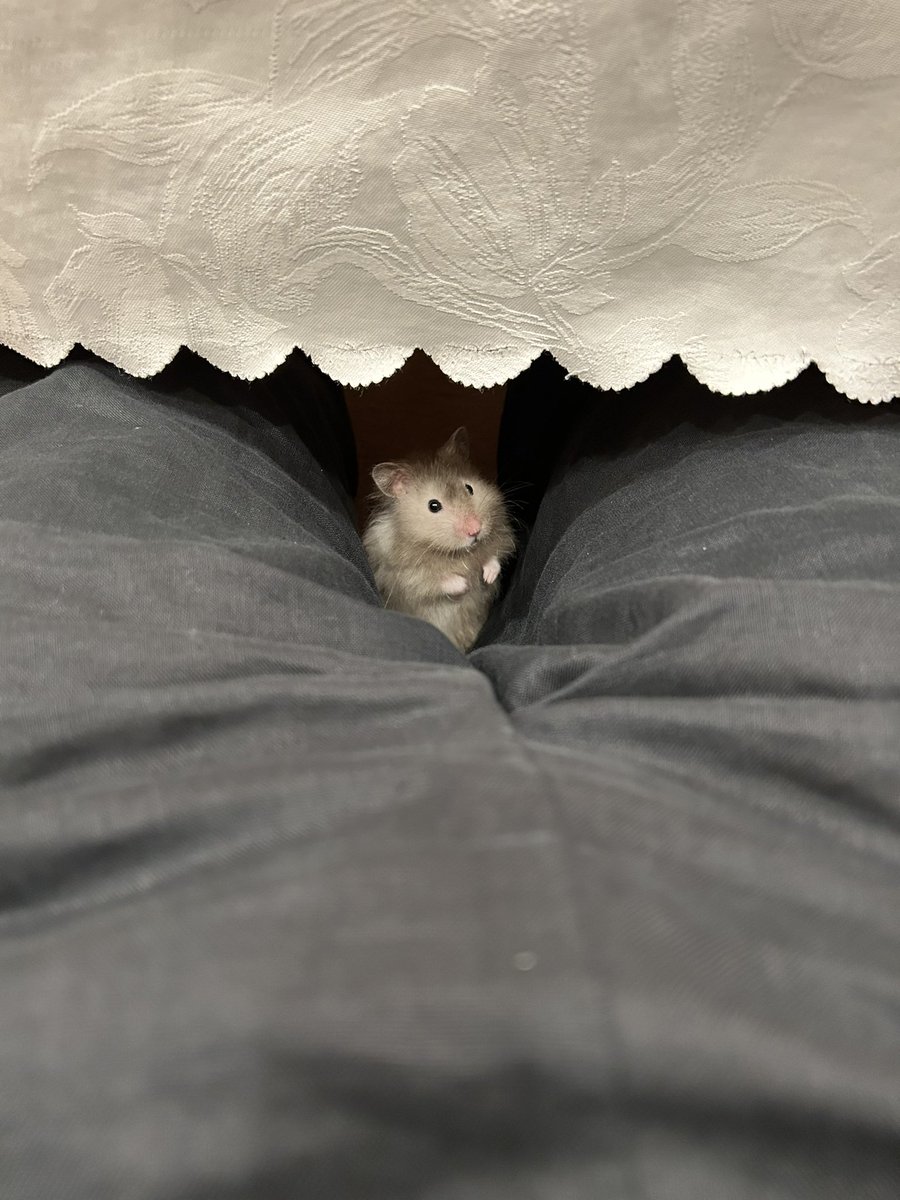 mochio2019's tweet photo. 散歩させると、だいたいここにいる https://t.co/6VY9PQbo1T