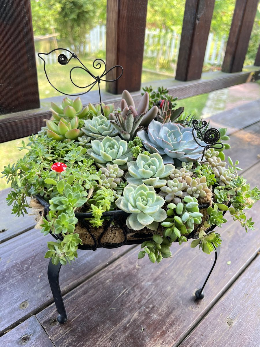 Milygo_W's tweet photo. 飛翔的秘訣
不在於翅膀  而在於勇氣

#多肉寄せ植え
#多肉植物 https://t.co/3gRroeyeyU