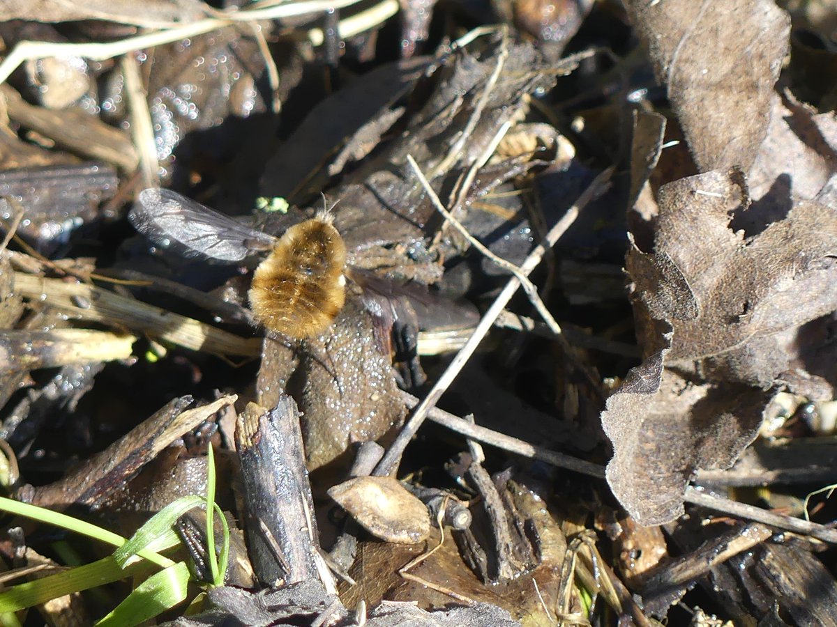 Wild_NEScot's tweet image. Finally on the board for #BeeFlyWatch! At @wildlifebcn Upwood Meadows #springthings @DipteristsForum