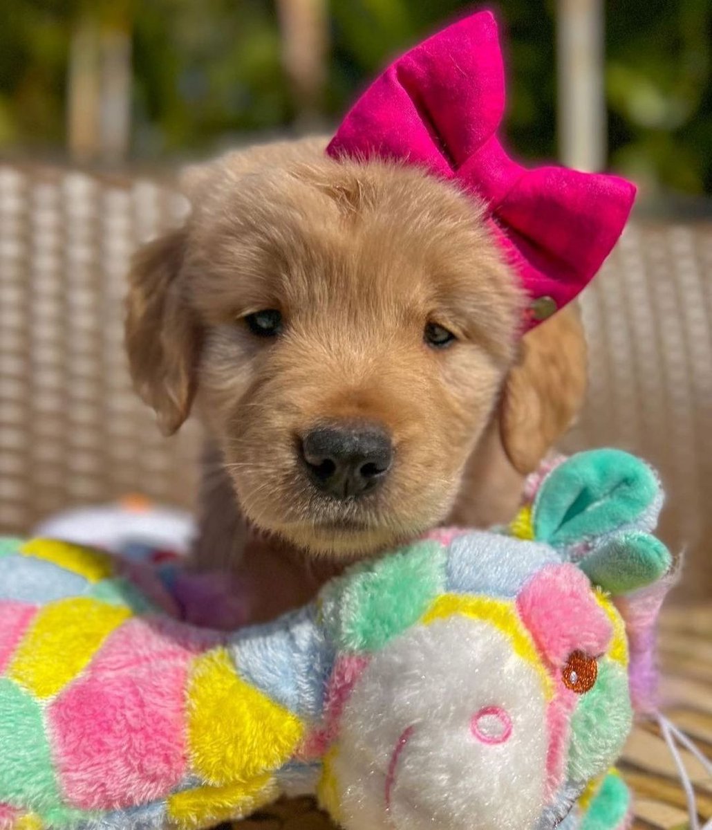 retrieverse's tweet photo. #goldenretrieverdog #dogcookies
#goldenretrieverlovers #goldenretrieveroftheday
#goldenretrieverofinstagram #goldenretriever #goldenretrieverpuppies #goldenretrieverlove https://t.co/A3eE3Vw6Ns
