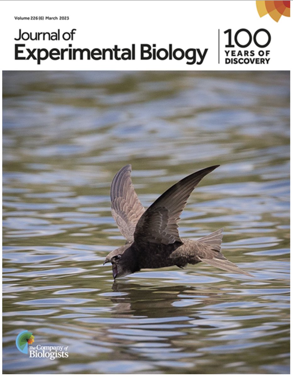 flight_behav's tweet photo. When drinking 🧃 on the wing, swifts brake (i.e. dissipate energy) to approach water at moderate speeds. This suggests that flight safety competes with energy saving. 
@RuauxG 's PhD paper, with T. Hedrick @UNC, is out @J_Exp_Biol 
@CNRS @RennesUniv 

https://t.co/HO6GHOwG4F https://t.co/XnG352Z7up