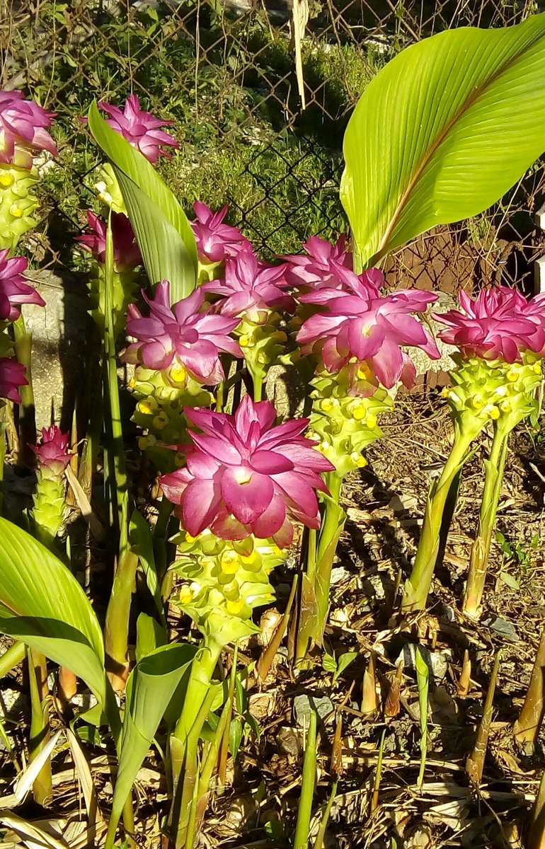 MariaFarrill's tweet photo. Mi regalo para la #UJCdeCuba ,mis flores de abril!!!. Muchas Felicidades a los jóvenes y pioneros de mi #Cuba , #SomosContinuidad ❤🇨🇺 @FEU_UCLV @UJC_UCLV @osanamoleriop @DiazCanelB https://t.co/KVgfgkUQHV