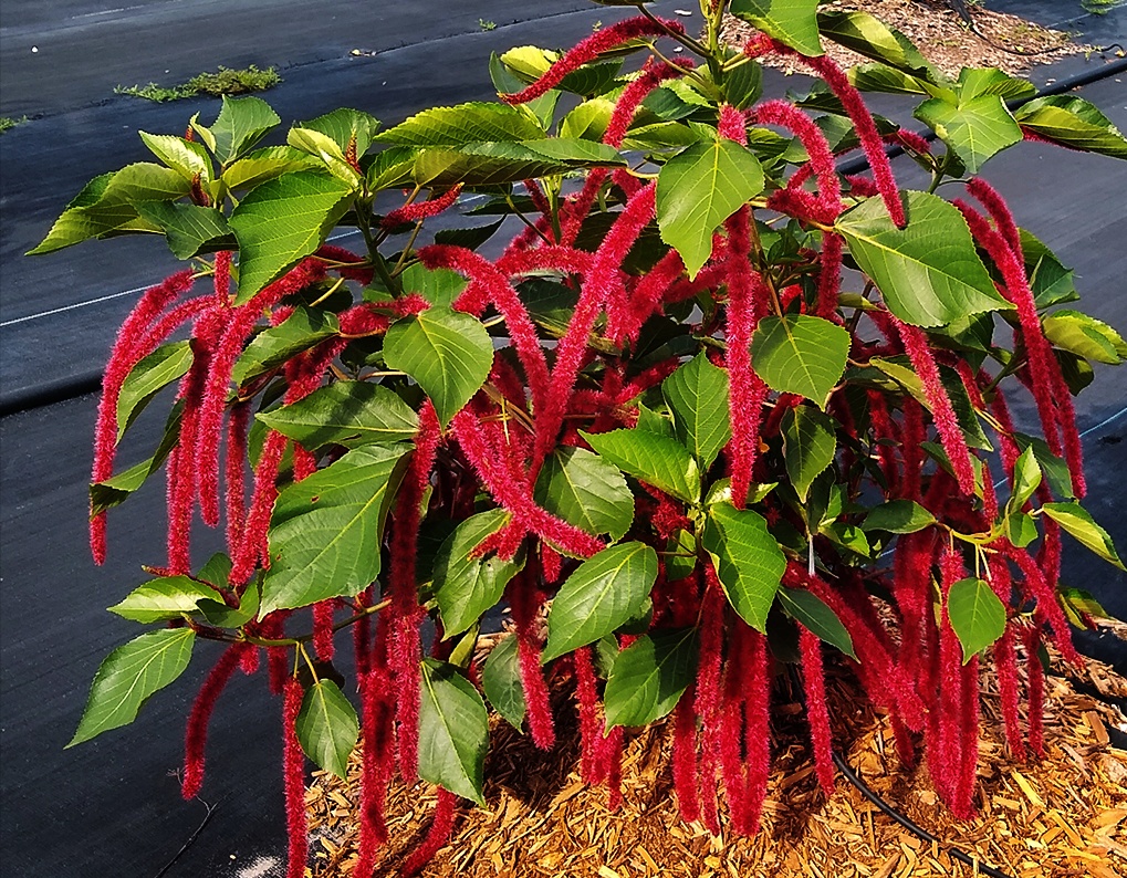 toptropicals's tweet image. #Acalypha hispida - Cat tail grows as a large shrub. IIt produces flowers in a variety of shades, including the traditional Cat Tail red, as well as pink, and off-white colored. The plant blooms year round. Also it should be grown in a pot.
toptropicals.com/store/item/100…
#TuesdayTreat