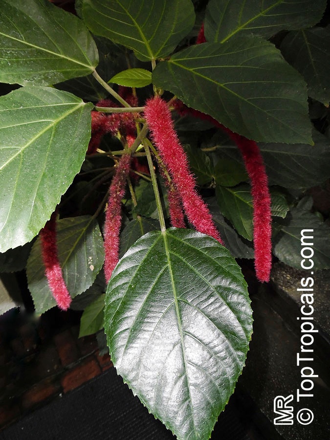 toptropicals's tweet image. #Acalypha hispida - Cat tail grows as a large shrub. IIt produces flowers in a variety of shades, including the traditional Cat Tail red, as well as pink, and off-white colored. The plant blooms year round. Also it should be grown in a pot.
toptropicals.com/store/item/100…
#TuesdayTreat