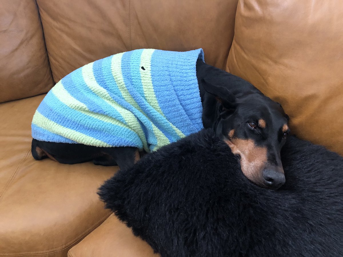 Dobie_Daddy's tweet photo. #DogsofTwittter #doberman #wereexpecting
Sad bugger todayโฆ he doesnโt know, we know though! ๐ https://t.co/5wcWS974k0