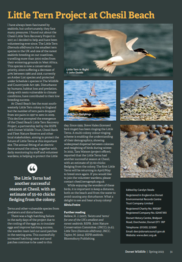 I'm thrilled to share this article about the stunning Little Terns that nest at Chesil Beach, Dorset 🐣
Many thanks to DERC (Dorset Environmental Records Centre) <a href="/DorsetWildlife/">Dorset Wildlife Trust</a> @Little_tern19 <a href="/taramaiawatson/">Tara Watson</a> <a href="/stevehales52/">Steve Hales</a> John Dadds and @ATChesil