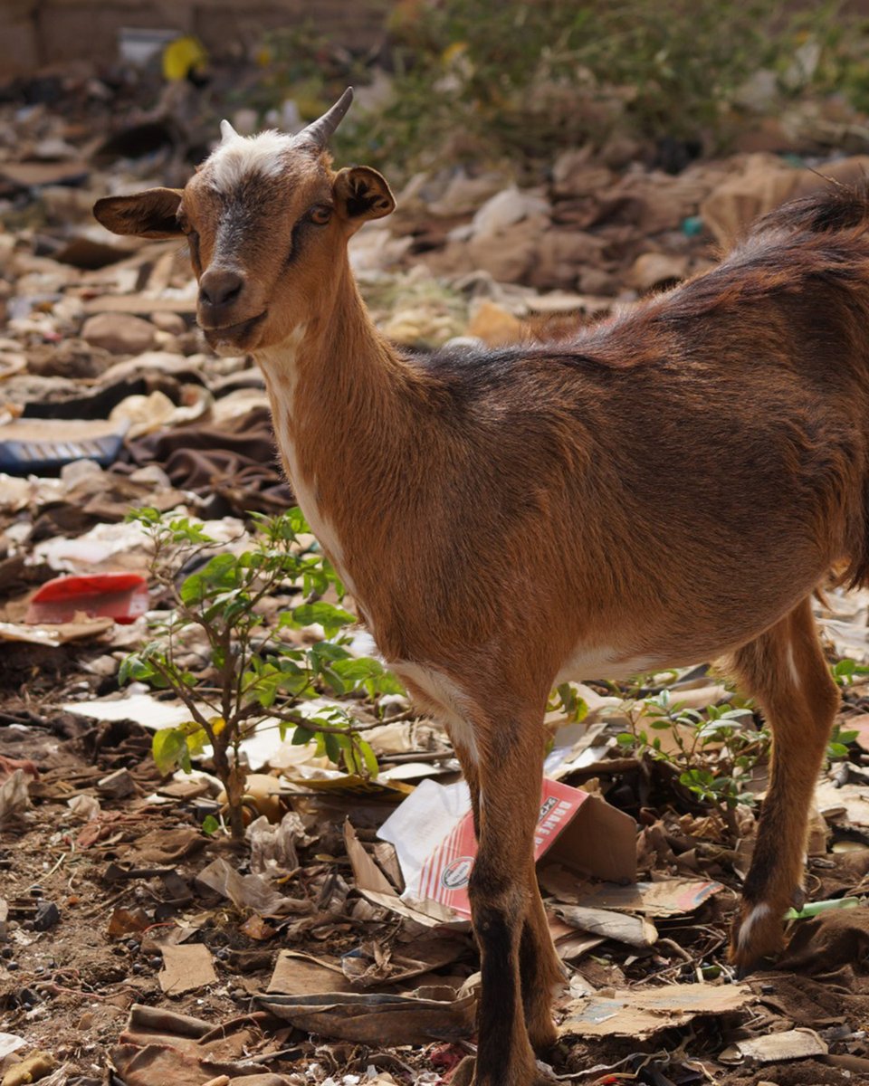 Superaccio tweet media