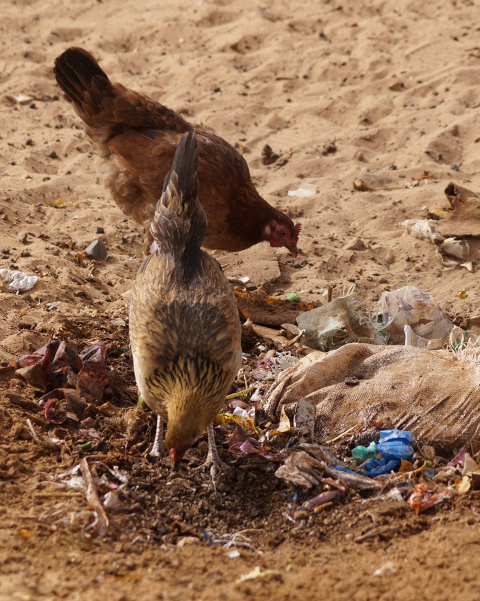 Superaccio tweet media